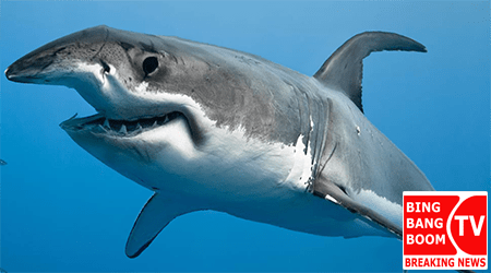 sovereign_shark